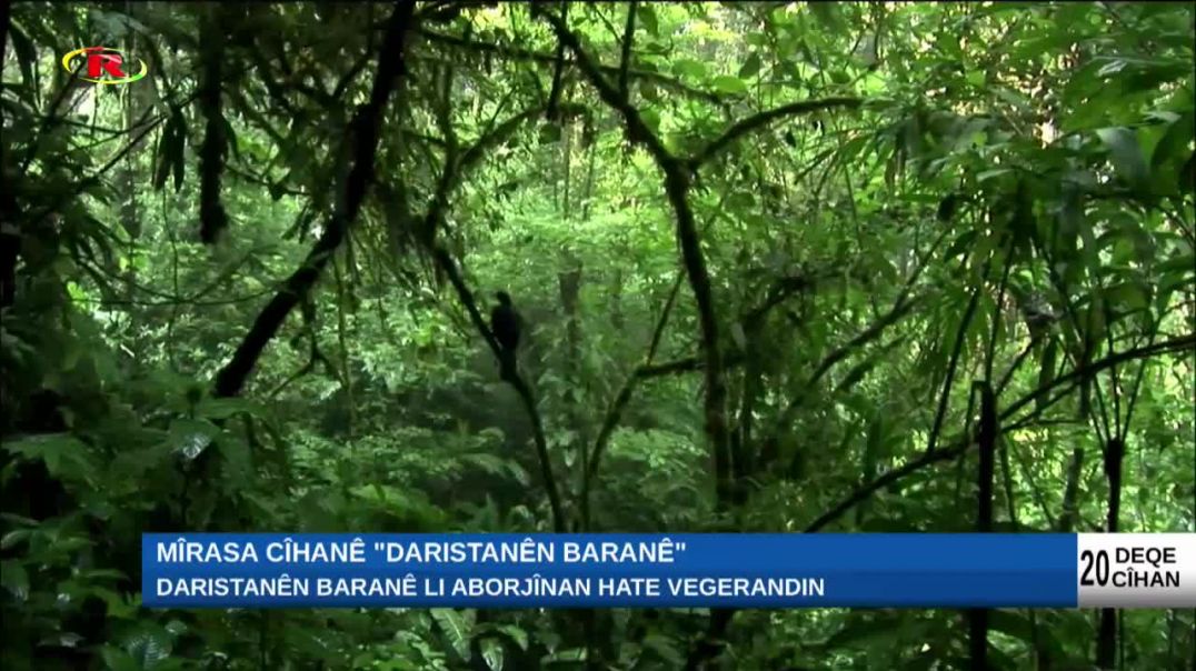 Daristanên baranê li Aborjînan hate vegerandin