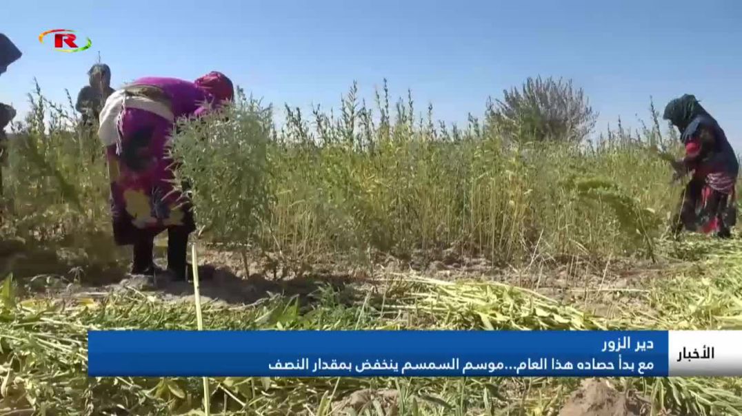 مع بدأ حصاده هذا العام...موسم السمسم ينخفض بمقدار النصف في ⁣دير الزور