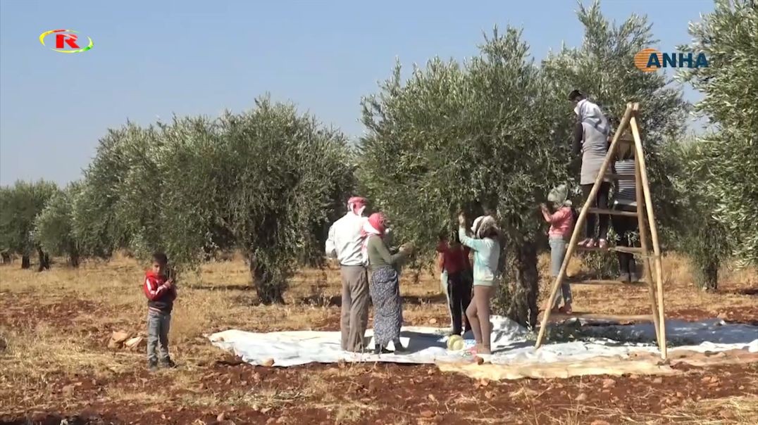 Şêniyên Şêrawa: Eskerên dewleta Tirk guleyan bera me didin