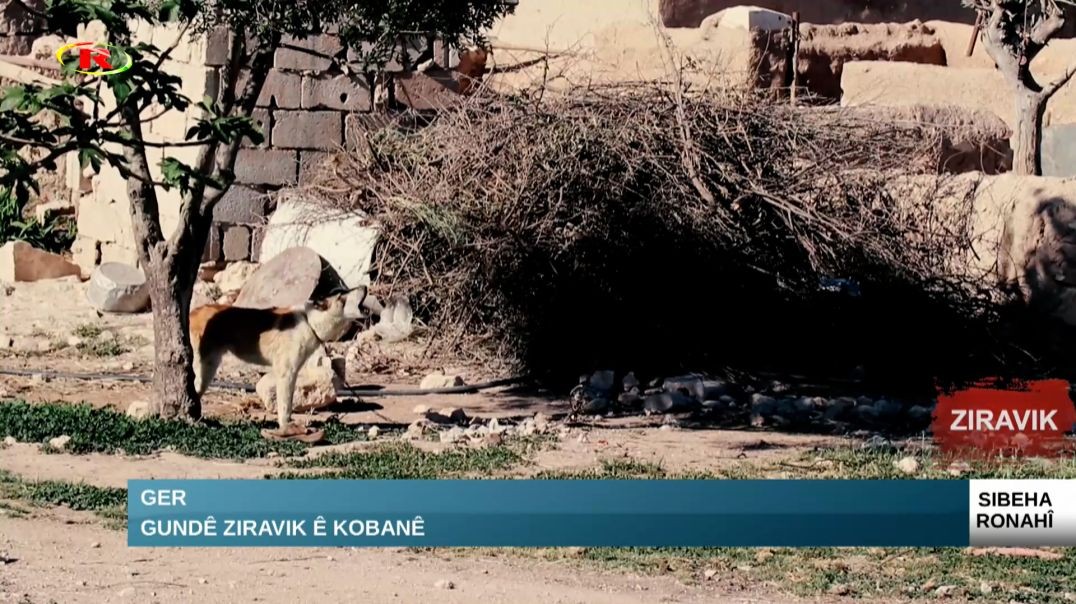 Ge-Gundê Ziravik ê Kobanê