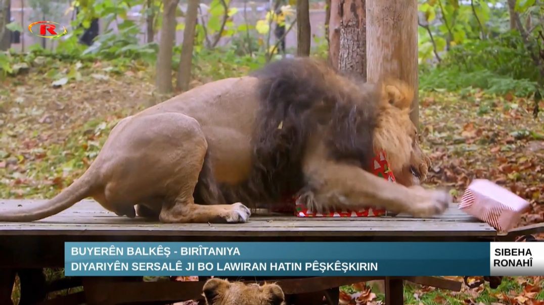 ⁣Buyerên Balkêş - Diyariyên sersalê ji bo lawiran hatin pêşkêşkirin