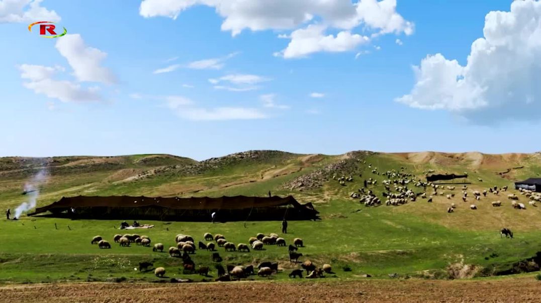 ⁣⁣200Gamêş ji 5 hezar Gamêşên li Rojavayê Kurdistanê mirin