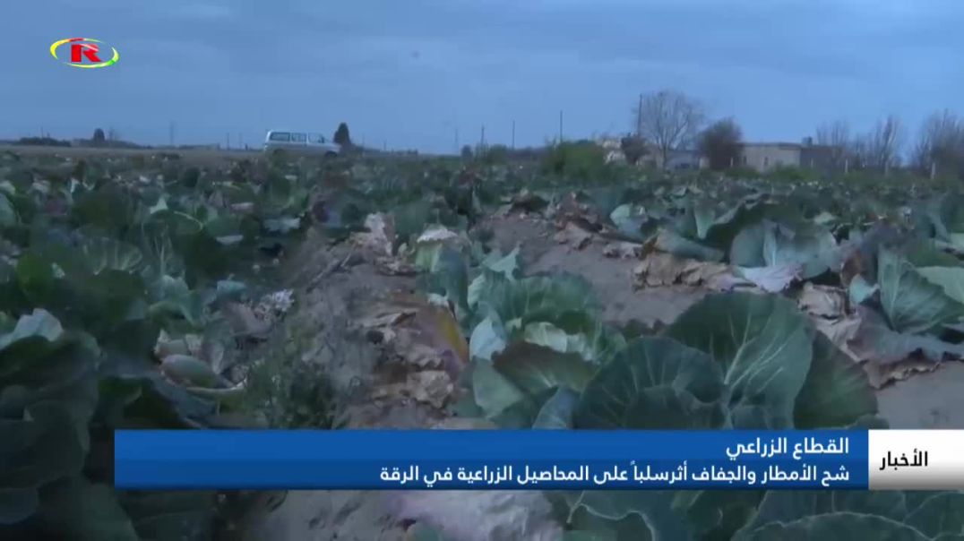 شح الأمطار والجفاف أثرسلباً على المحاصيل الزراعية في الرقة - تقرير: سمية مسلم