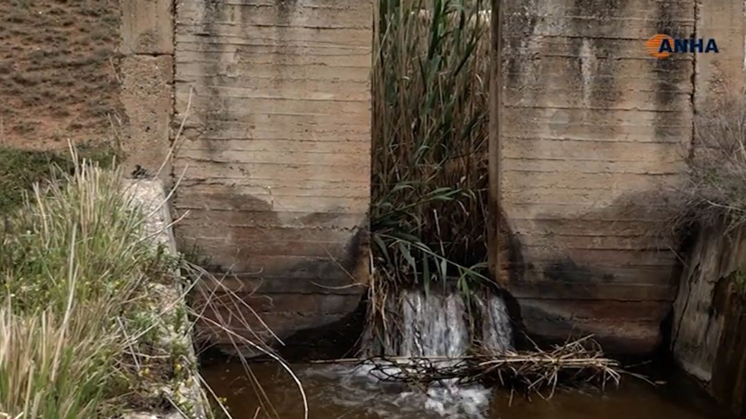 ⁣Gerînendeya avê ya cizîrê 13 hezar donim erd av dide