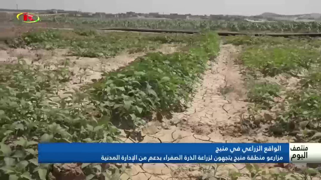 ⁣مزارعو منطقة منبج يتجهون لزراعة الذرة الصفراء بدعم من الإدارة المدنية- تقرير:زكريا الحسن