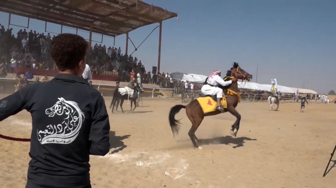 ⁣مهرجان الشهيد فرهاد ديرك للخيول العربية الأصيلة يحيي تراث المنطقة-تقرير: طلب النهار
