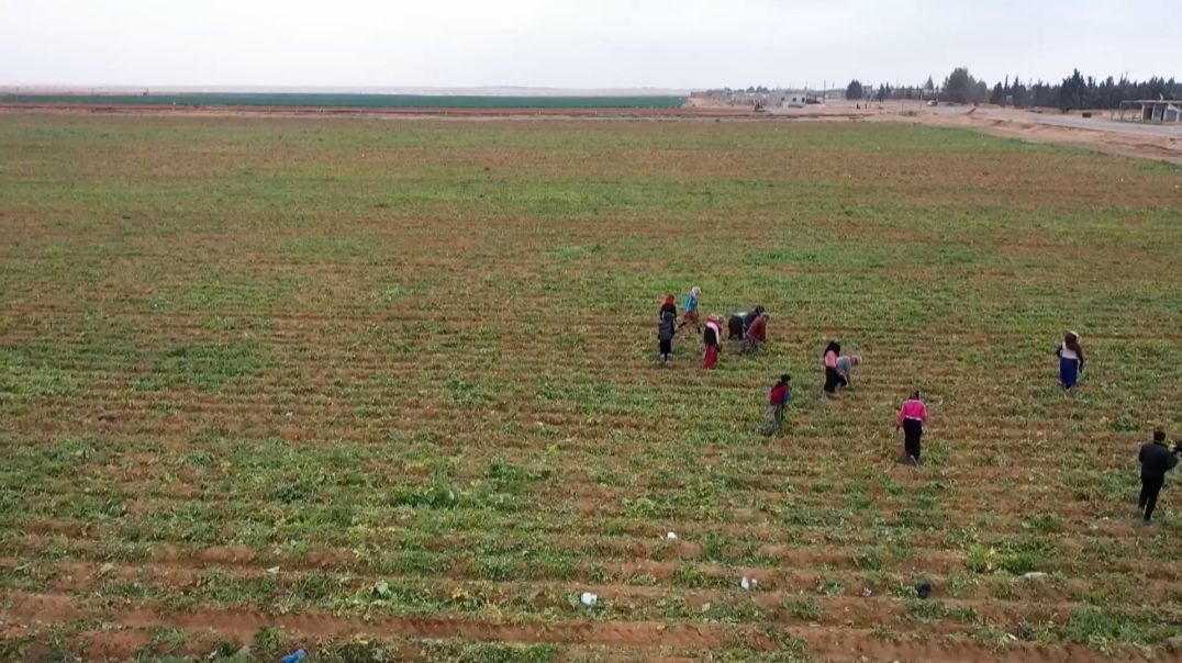 ⁣معاناة المزارعين من انعكاسات الحرب التي تمارس على شمال وشرق سوريا- تقرير: وسيم الخلف