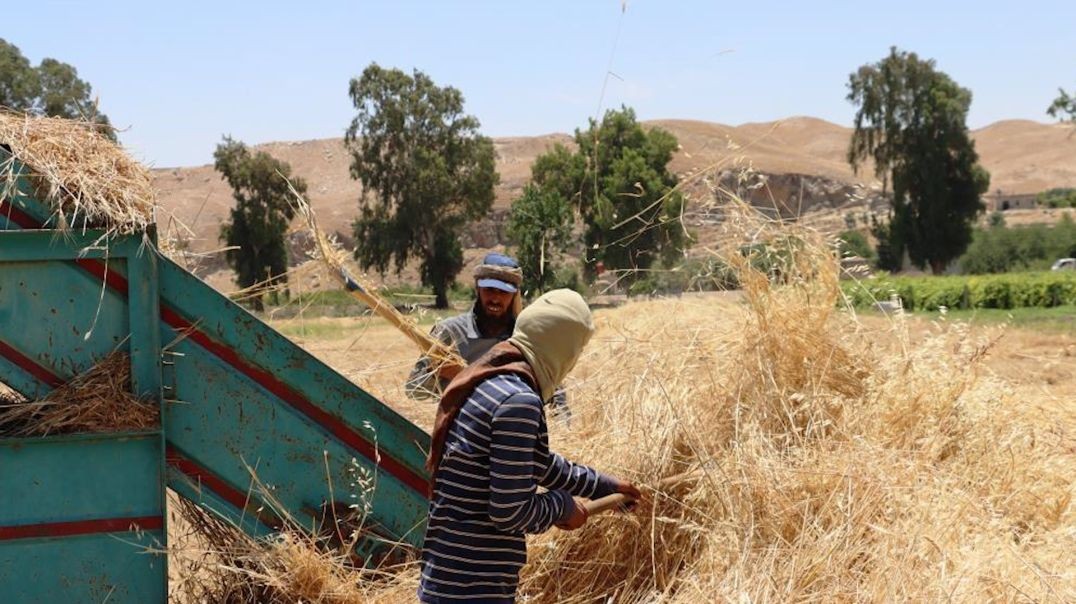 ⁣مزراعون واقتصاديون: موسم حصاد هذا العام في شمال وشرق سوريا دورة اقتصادية متكاملة