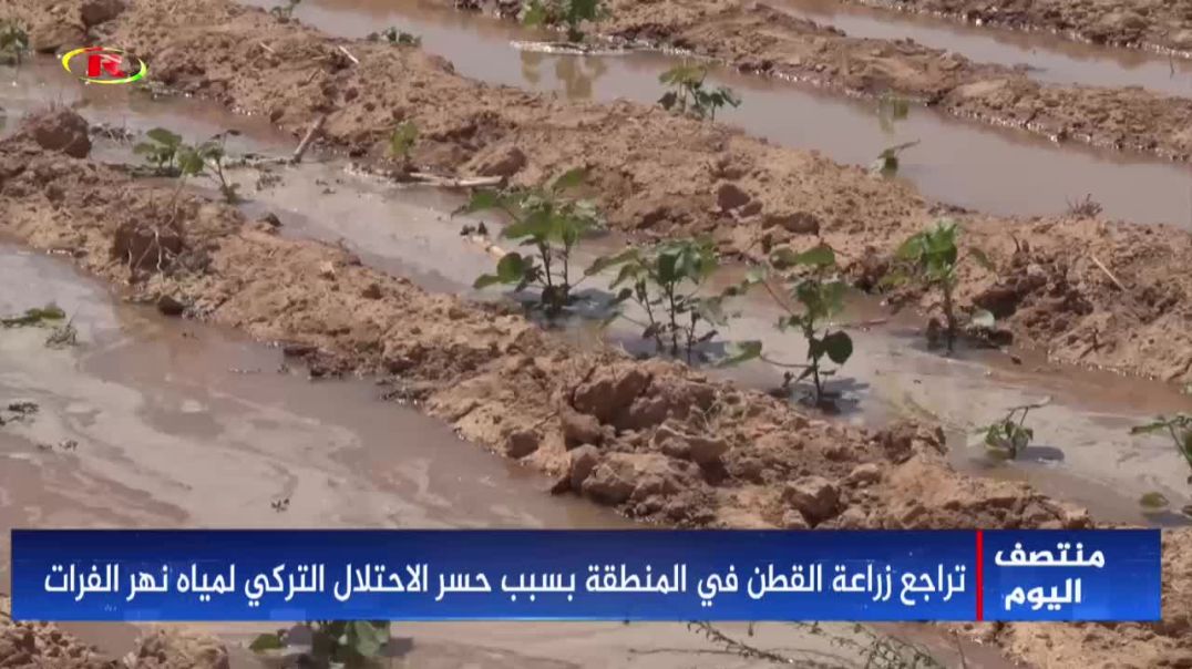 ⁣تراجع زراعة القطن في المنطقة بسبب حسر الاحتلال التركي لمياه نهر الفرات-تقرير: هبة فتيح