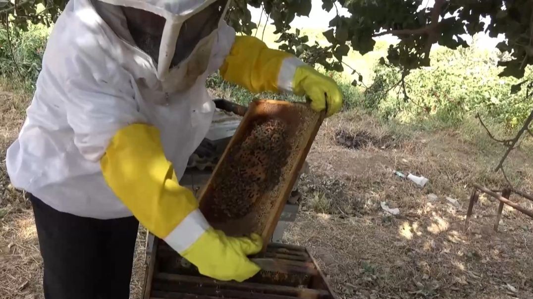 تربية النحل تعتبر مصدر رزق وهواية للكثيرين في الطبقة-تقرير: هبة فتيح