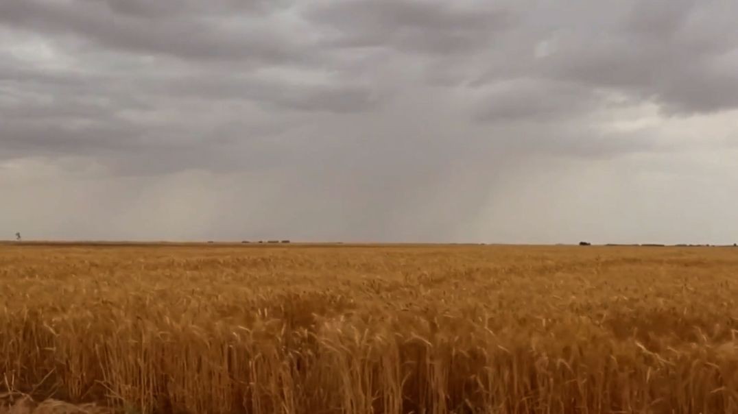 ⁣ملف - المجلس الاقتصادي بدير الزور يستعد لاستقبال المحصول وسط مطالب شعبية بتسعيرة عادية