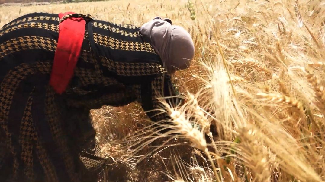 ⁣ملف-مزارعو ديرالزور يطالبون لجنة الزراعة دعمهم بالأسمدة والمحروقات لأنعاش الأقتصاد المجتمعي
