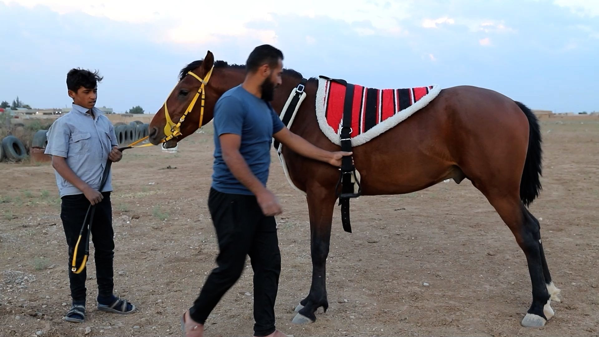 ملف - تربية الخيول.. تشبث بالأصالة