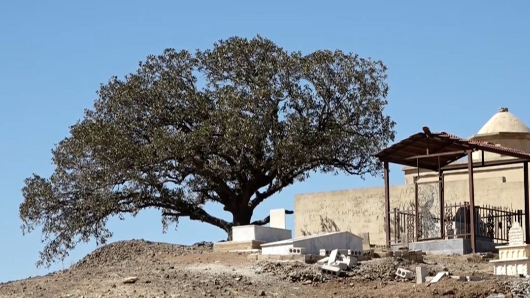 ⁣شجرة الأمنيات في قرة جوخ..بين طقوس الماضي وأمل الحاضر - تقرير: يحيى علو