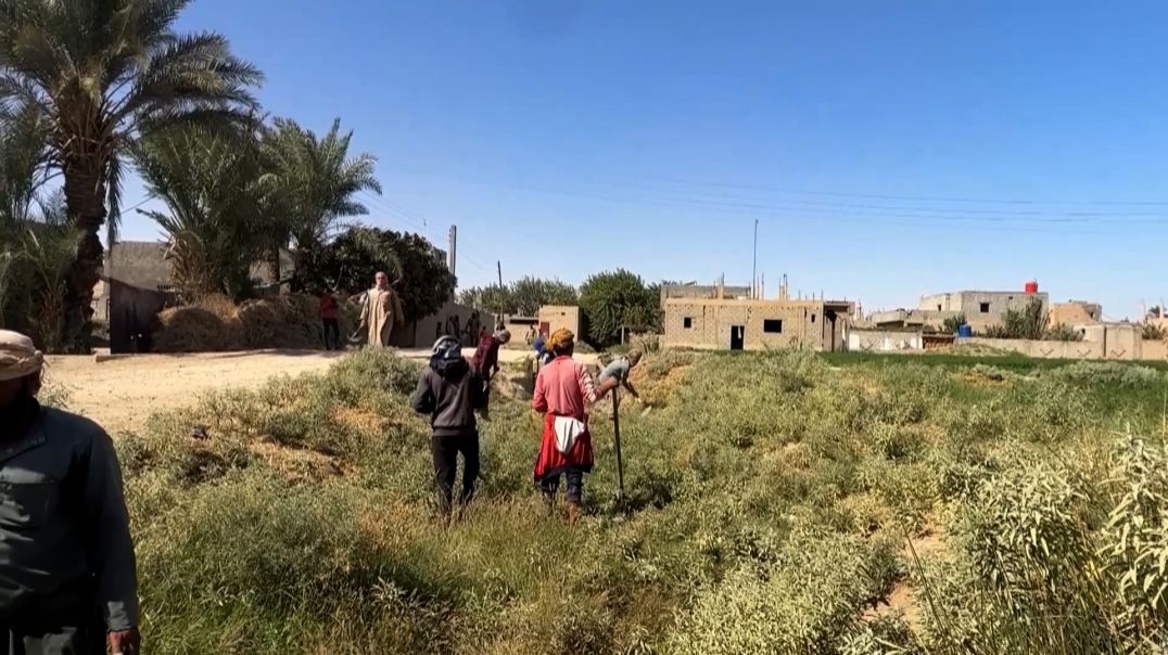⁣حملة لتنظيف السواقي والطرق الزراعية في مقاطعة دير الزور تقرير: قاسم الحردان