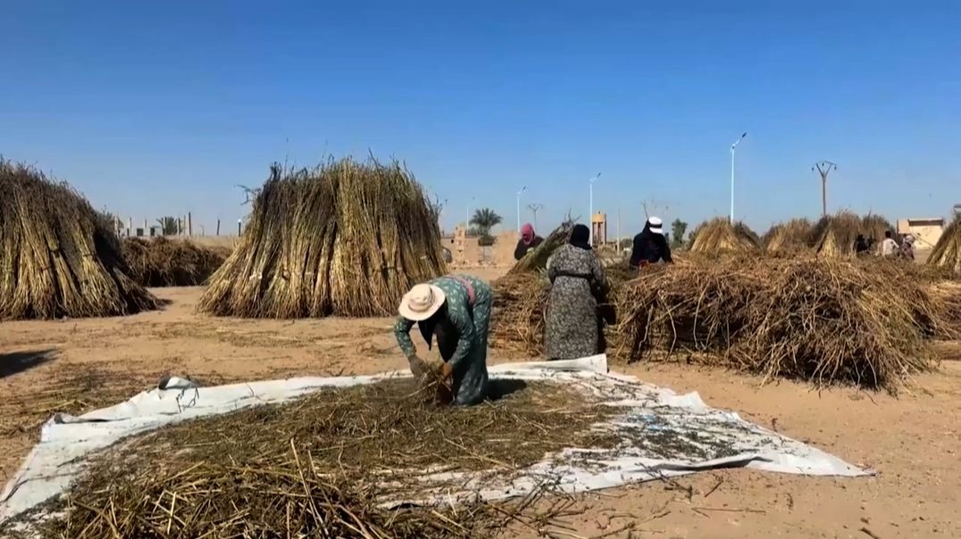 ⁣زراعة السمسم في دير الزور..خيار استراتيجي رغم التحديات-تقرير: خديجة العبدالله