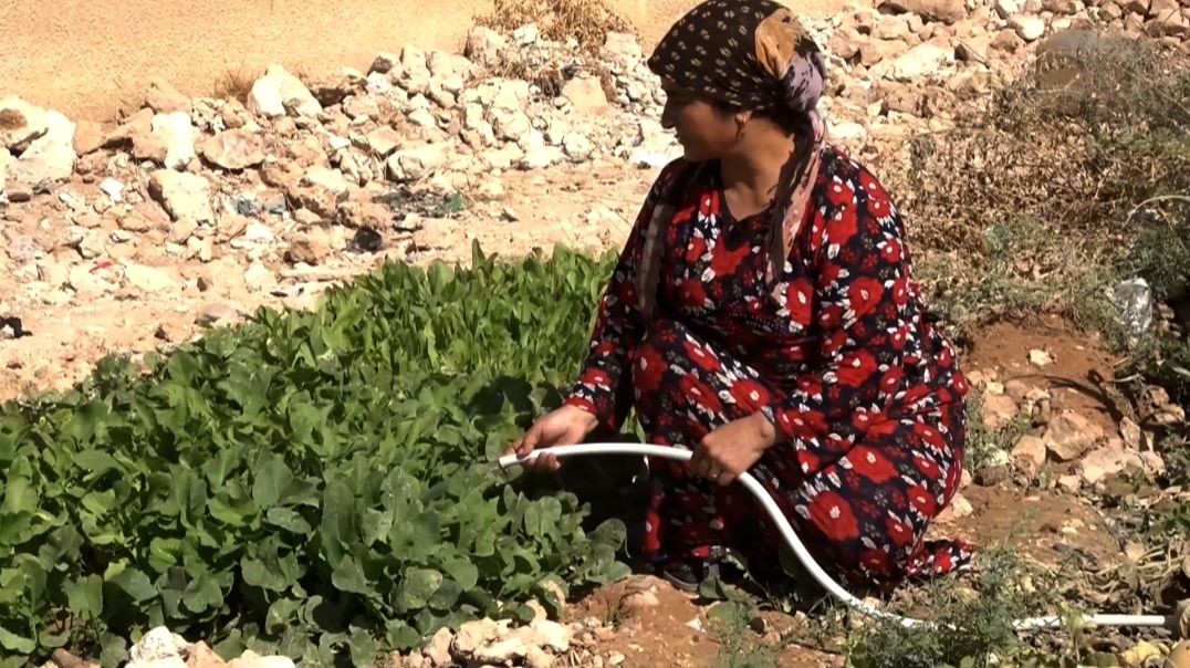 ⁣رغم الظروف الصعبة..مهجرو عفرين في الطبقة يحولون المخيمات واحات خضراء  - تقرير: هبة فتيح