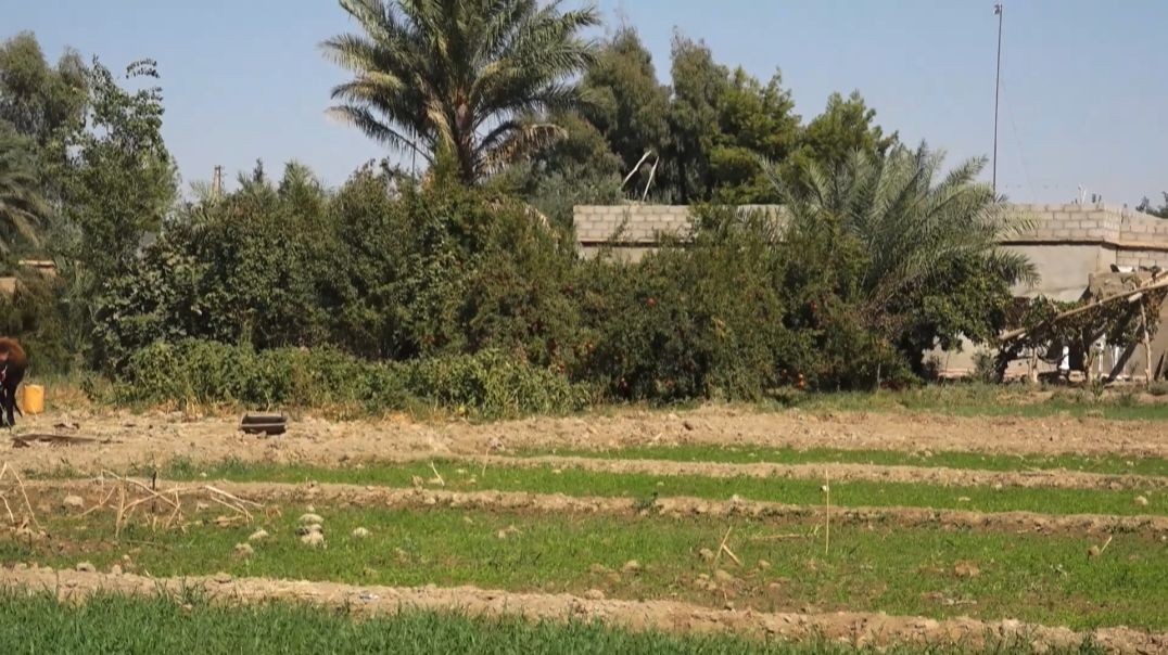 نساء ريف دير الزور.. عماد الزراعة وروح الصمود في وجه التحديات إعداد: خديجة العبدالله