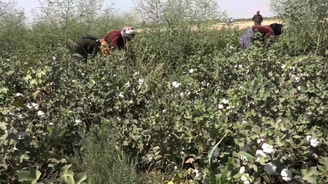 ⁣مزارعو دير الزور يعربون عن استيائهم من تسعيرة القطن ويطالبون بإعادة النظر تقرير : خديجة العبدالله