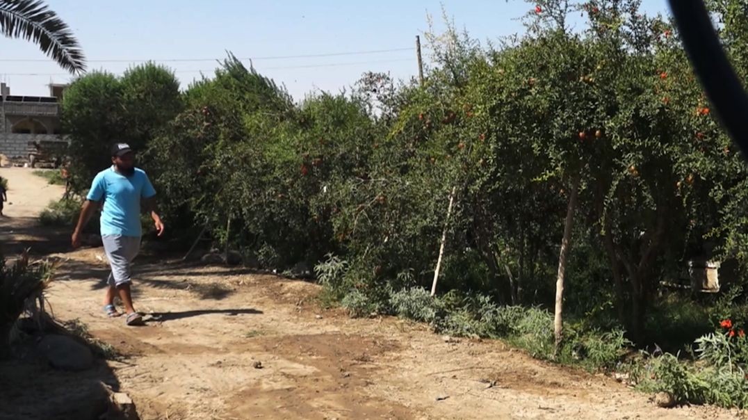 ⁣شاب من هجين: من خلية نحل واحدة إلى مصدر رزق منتج تقرير: خديجة العبدالله