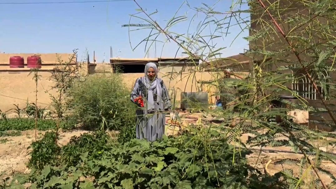 ⁣لاستقبال فصل الشتاء... نساء دير الزور يبدأن بإعداد المونة الشتوية-تقرير: خديجة العبد الله