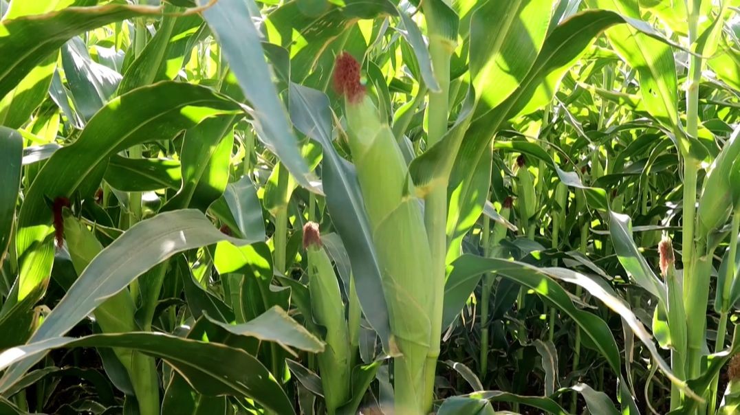 ⁣مزارعو ريف الطبقة الغربي يطالبون بمراكز لتجفيف الذرة مع اقتراب فصل الشتاء - تقرير: هبة فتيح