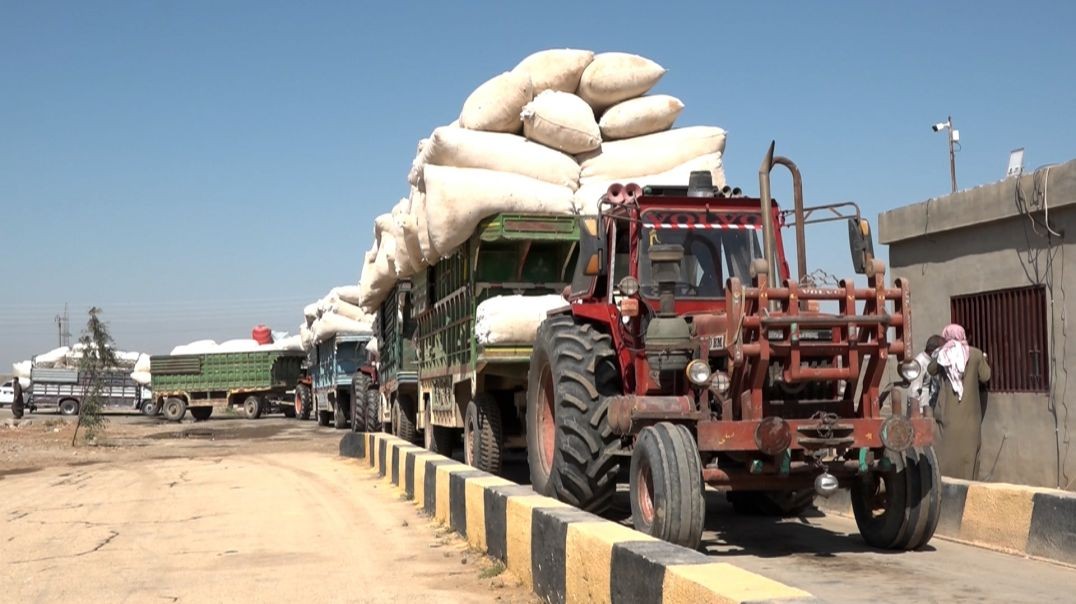 ⁣مؤسسة الأقطان بالرقة توشك على الانتهاء من استلام محصول الموسم الحالي - تقرير: محمد خليل