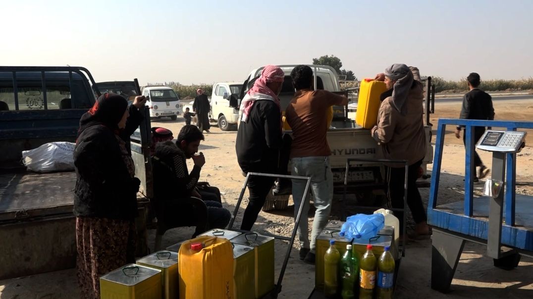 ⁣ملف - فلاحو مقاطعة الطبقة: تراجع موسم إنتاج العام الحالي للزيتون 70 بالمئة بسبب الجفاف