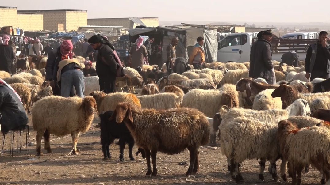 ⁣تراجع كبير للثروة الحيوانية في شمال وشرق سوريا بسبب سنوات الجفاف - تقرير: سليمان الطويل