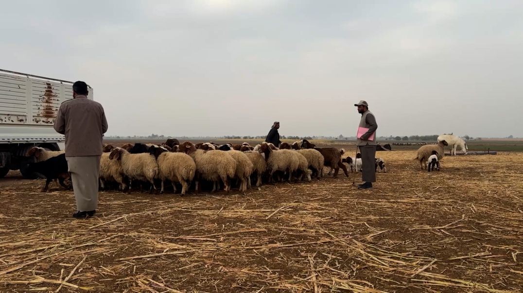 ⁣ملف - مربو الثروة الحيوانية يطالبون بافتتاح مركز للأعلاف والأدوية في هجين بديرالزور
