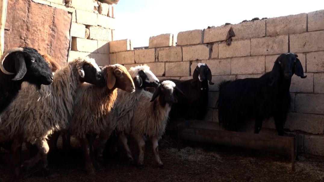 ⁣Ji ber nexweşiya qulaê li Qamişlo 40 golik mirin