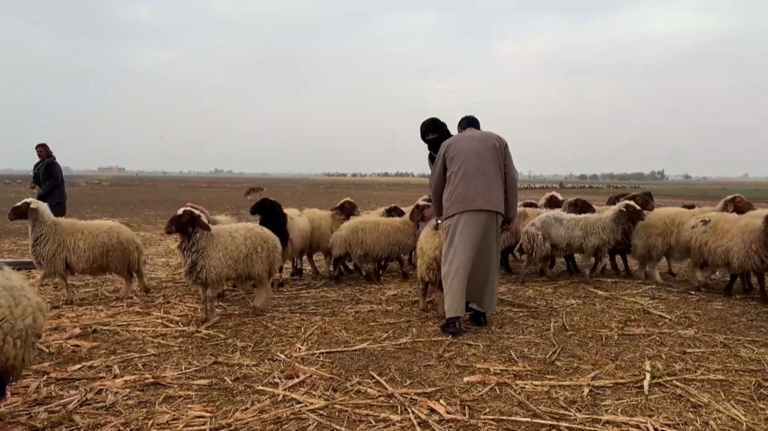 ⁣إحصاء شامل للثروة الحيوانية في ريف دير الزور الشرقي-تقرير: قاسم الحردان